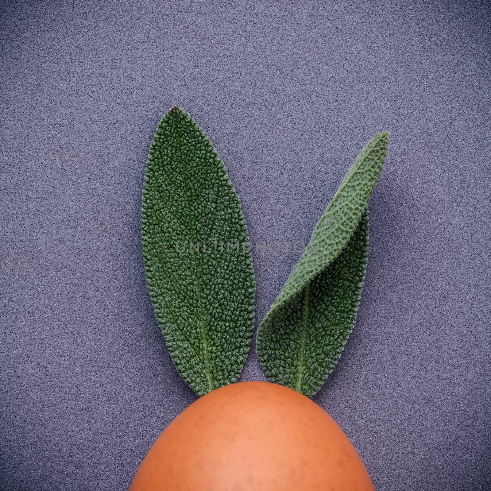 Easter bunny ears made from sage leaves . DIY and Minimal easter concept on gray background with flat lay and copy space