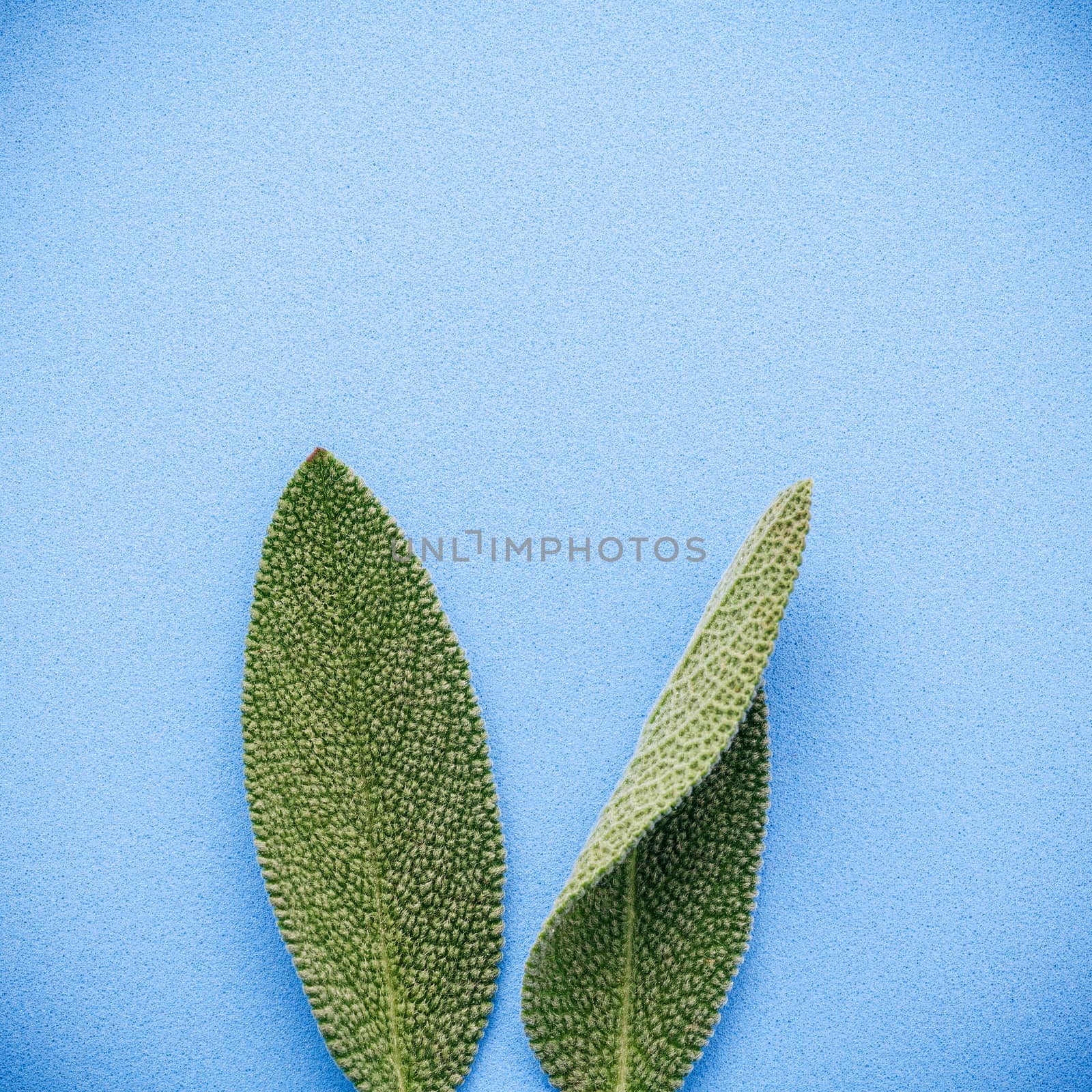 Easter bunny ears made from sage leaves . DIY and Minimal easter concept on blue background with flat lay and copy space.