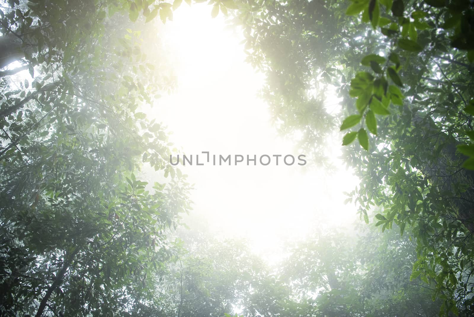 evergreen conifers shrouded in mist and rain in a scenic landscape view.