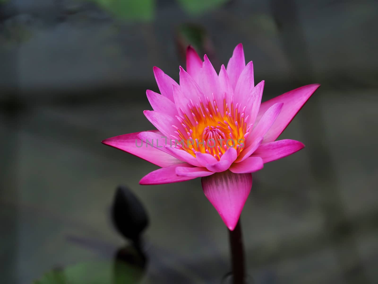 pink lotus flower in the pond water.