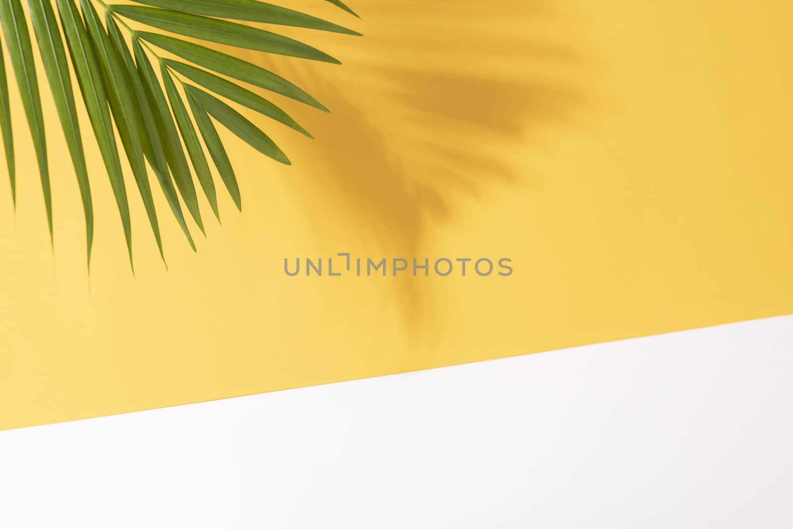 Green tropical palm leaves on yellow background with sunlight. Minimal summer creative flat lay.