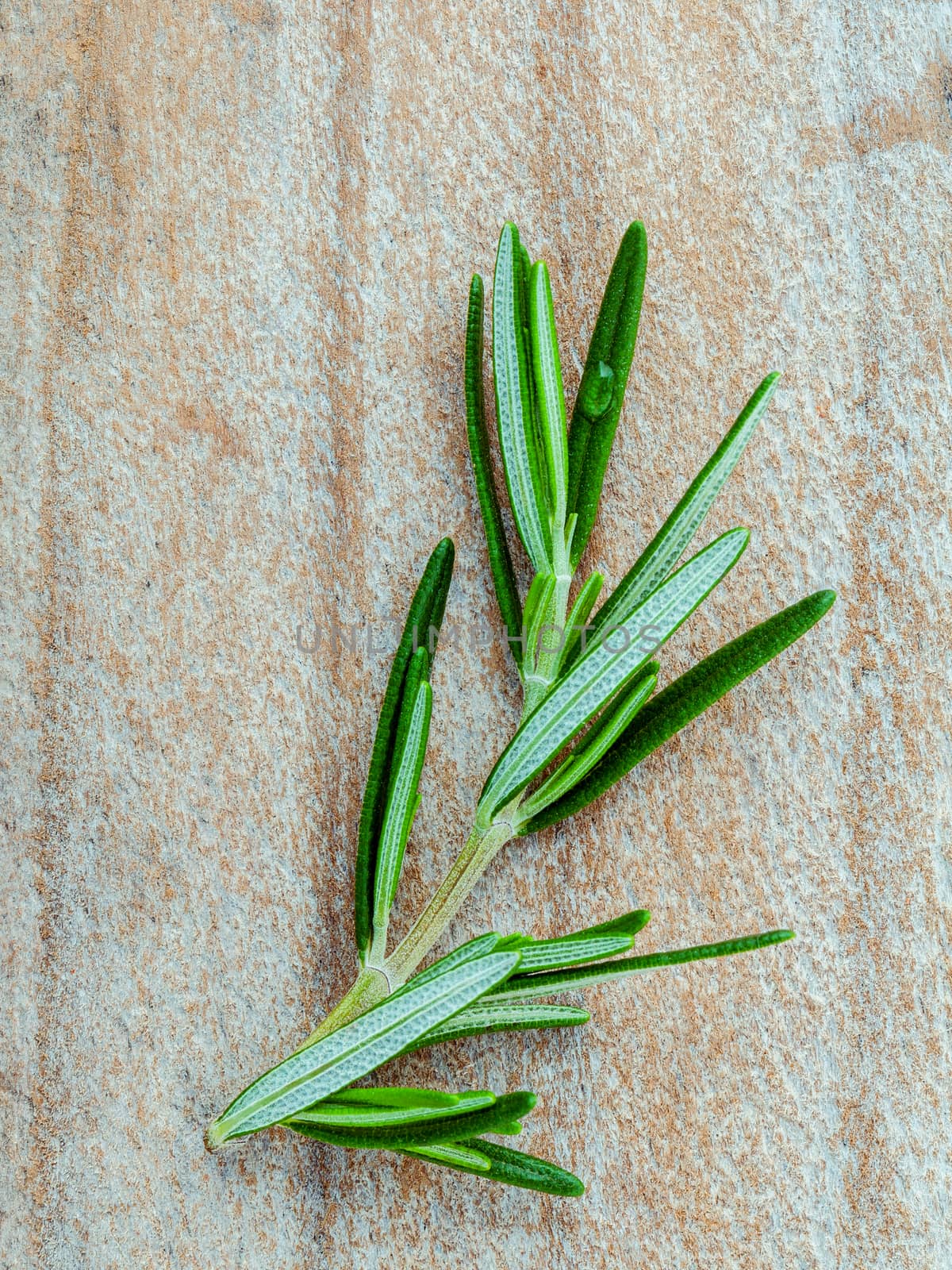 Branch of fresh rosemary  on shabby wooden background with flat  by kerdkanno