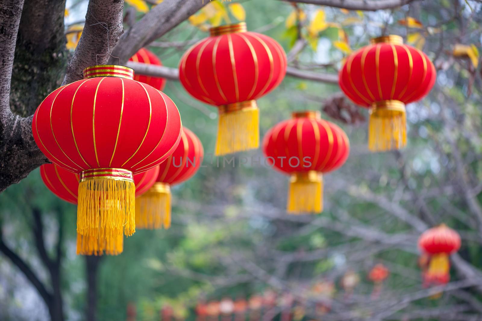 Red chinese lanterns hanging on trees in culture park, Chengdu China