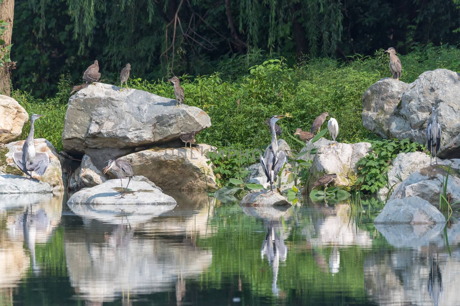 Various water birds by a lake in Huanhuaxi park, Chengdu, China