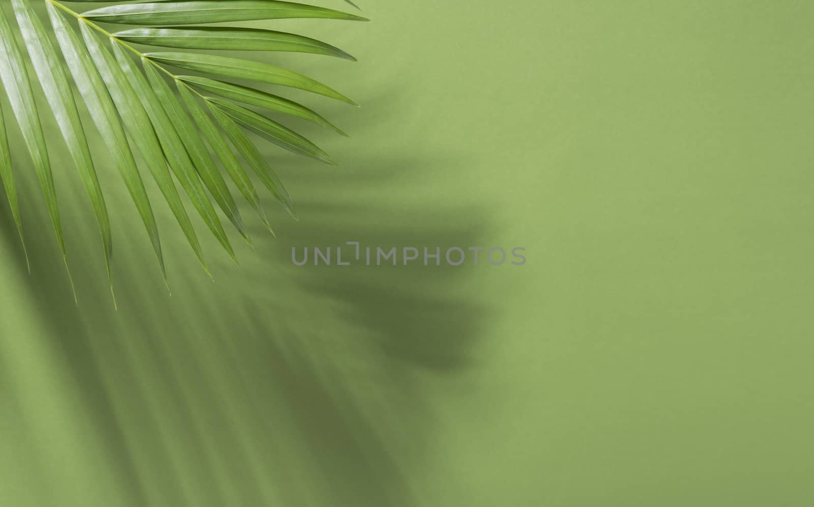 Green tropical palm leaves on green background with sunlight. Minimal summer creative flat lay.