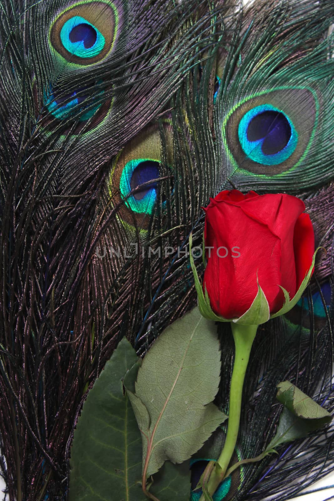 Red Rose With Peacock Feathers close up