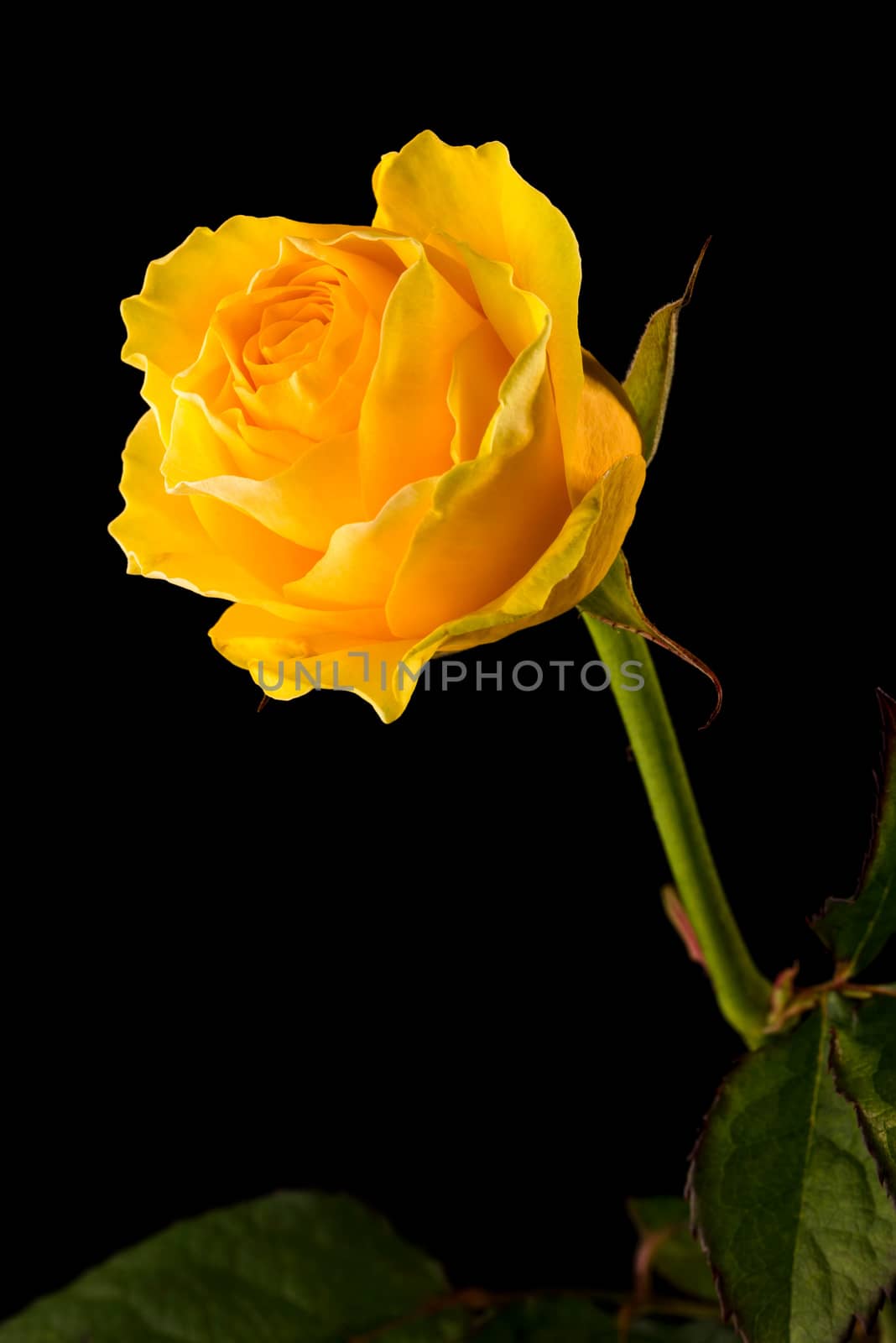 Closeup of a yellow rose on black background