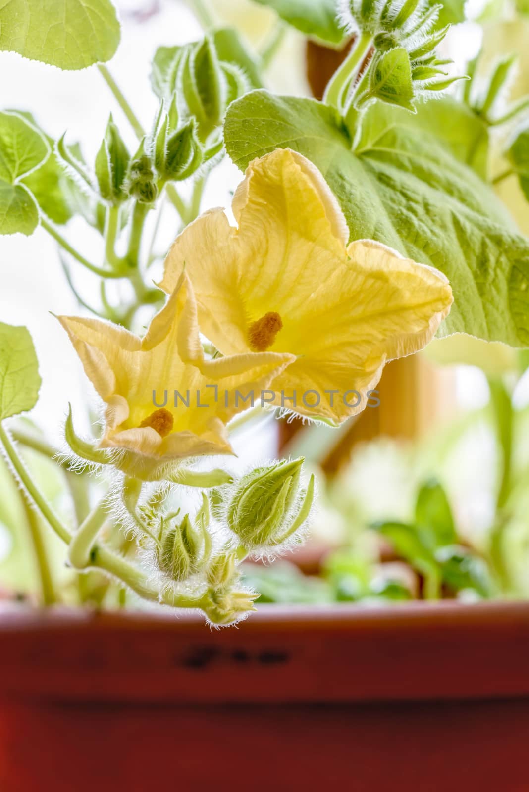 Young yellow pumpkin flower with tender green leaves