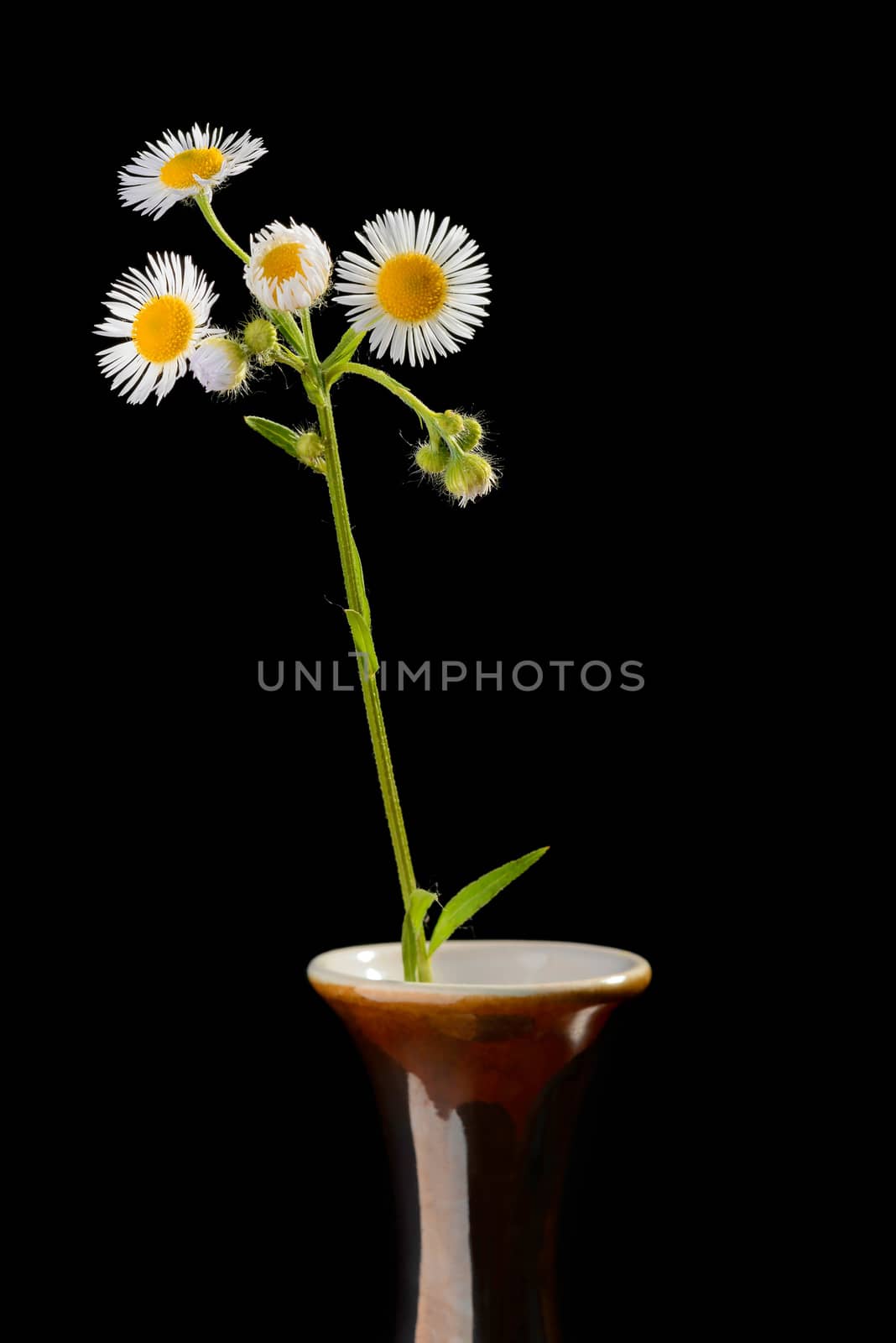 Little wild daisies in a vase on isolated on black background