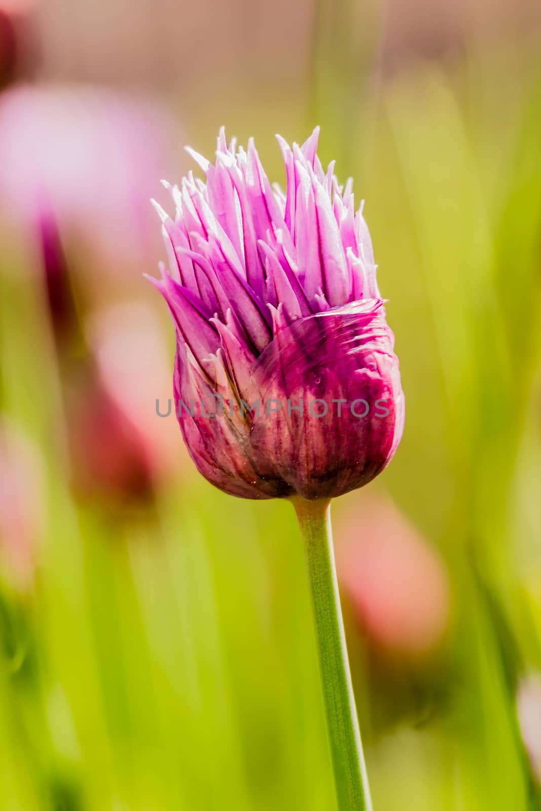 Closed fresh pink chive flowers under a spring sun