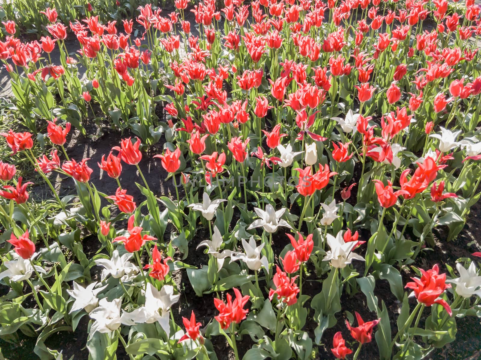 Red and white tulips flowers under the soft spring sun in Kiev, Ukraine