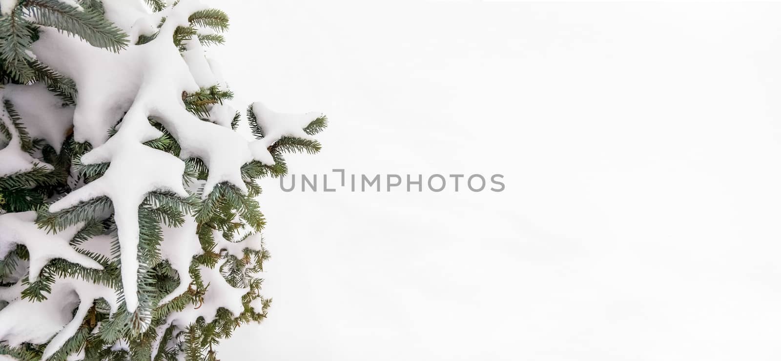 Snow on a Fir Branch by MaxalTamor