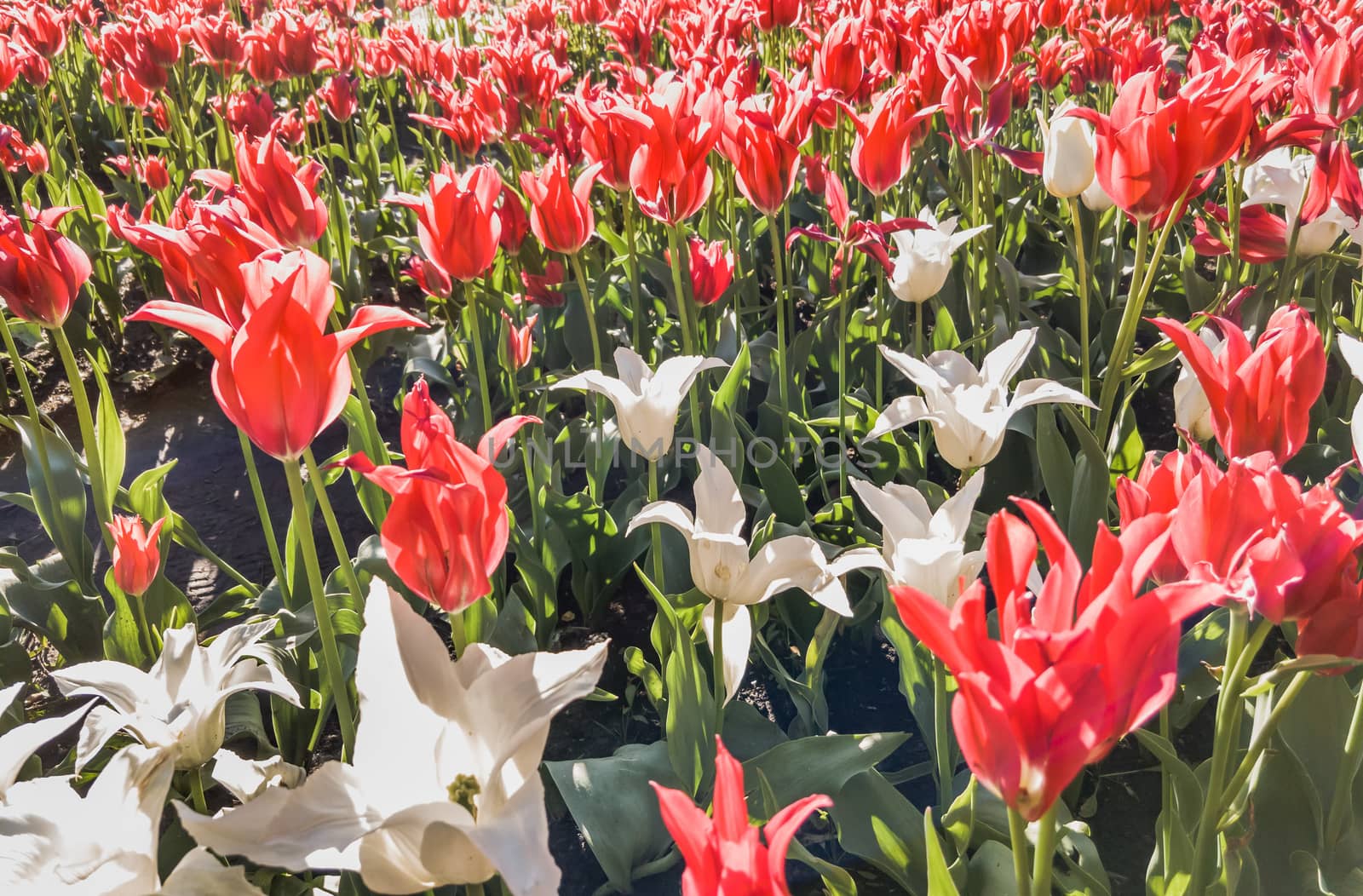 Red and white tulips in spring by MaxalTamor
