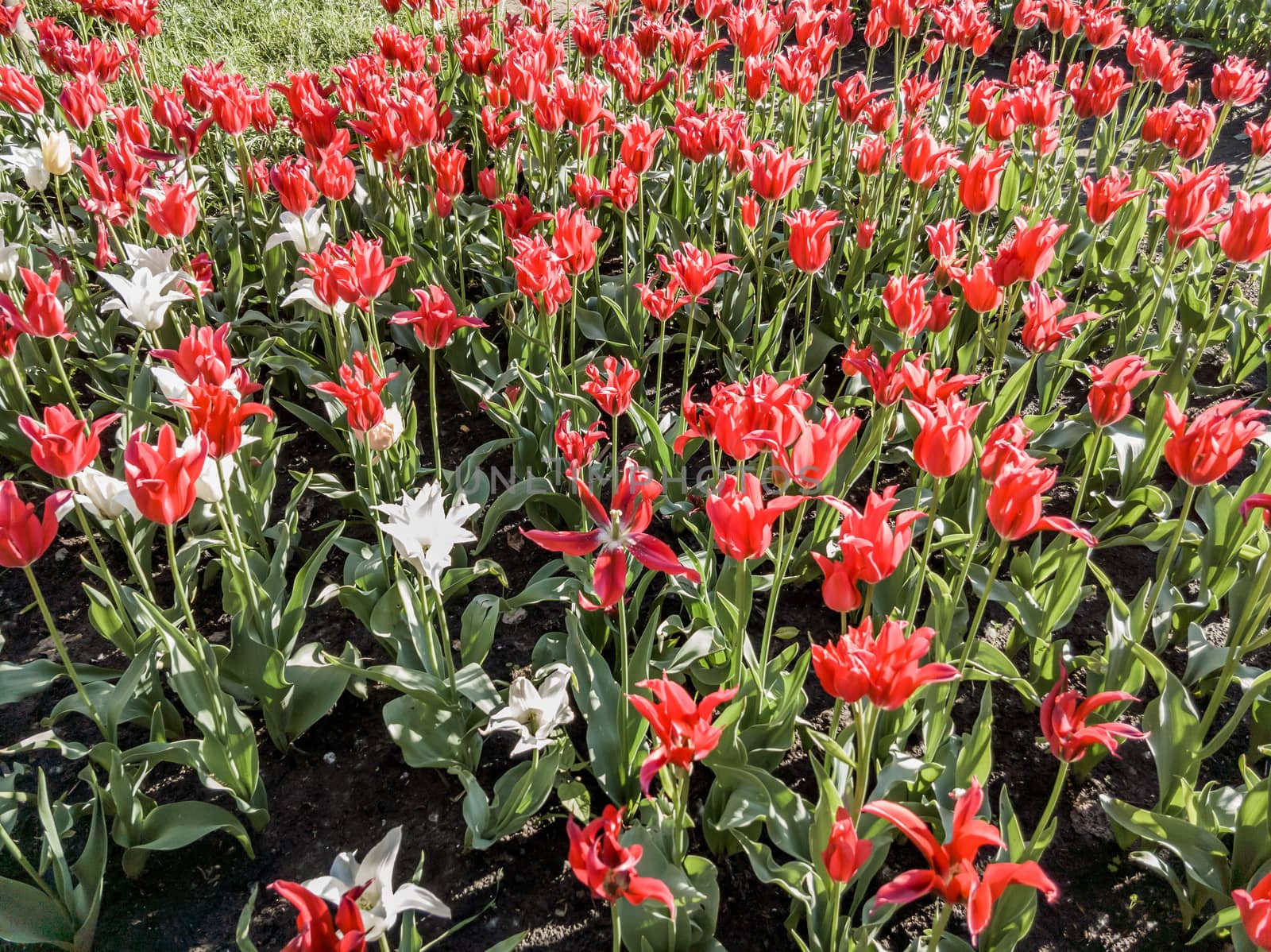 Red and white tulips in spring by MaxalTamor