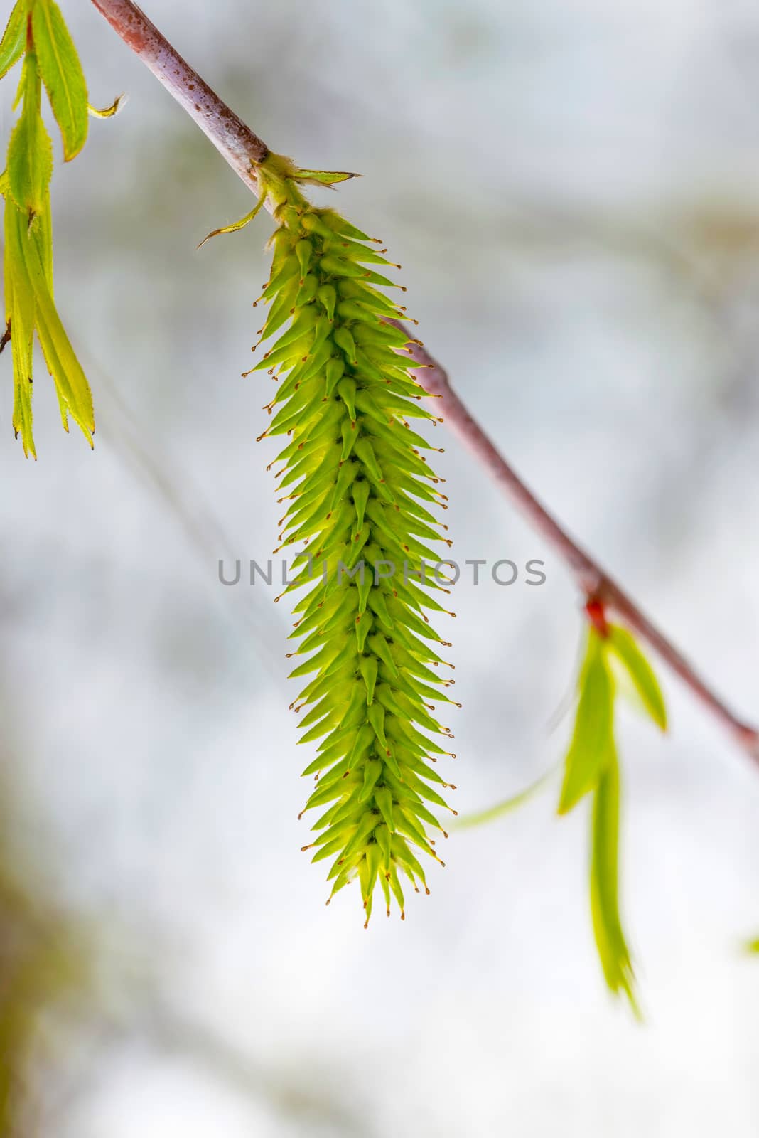 Female Willow Flower by MaxalTamor