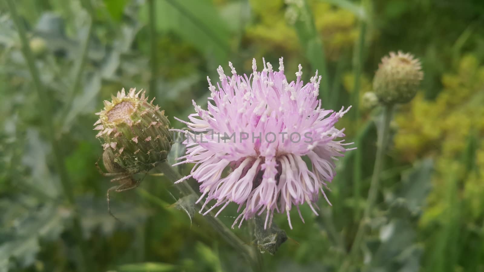 Perennial thistle plant with spine tipped triangular leaves and purple flower by Photochowk