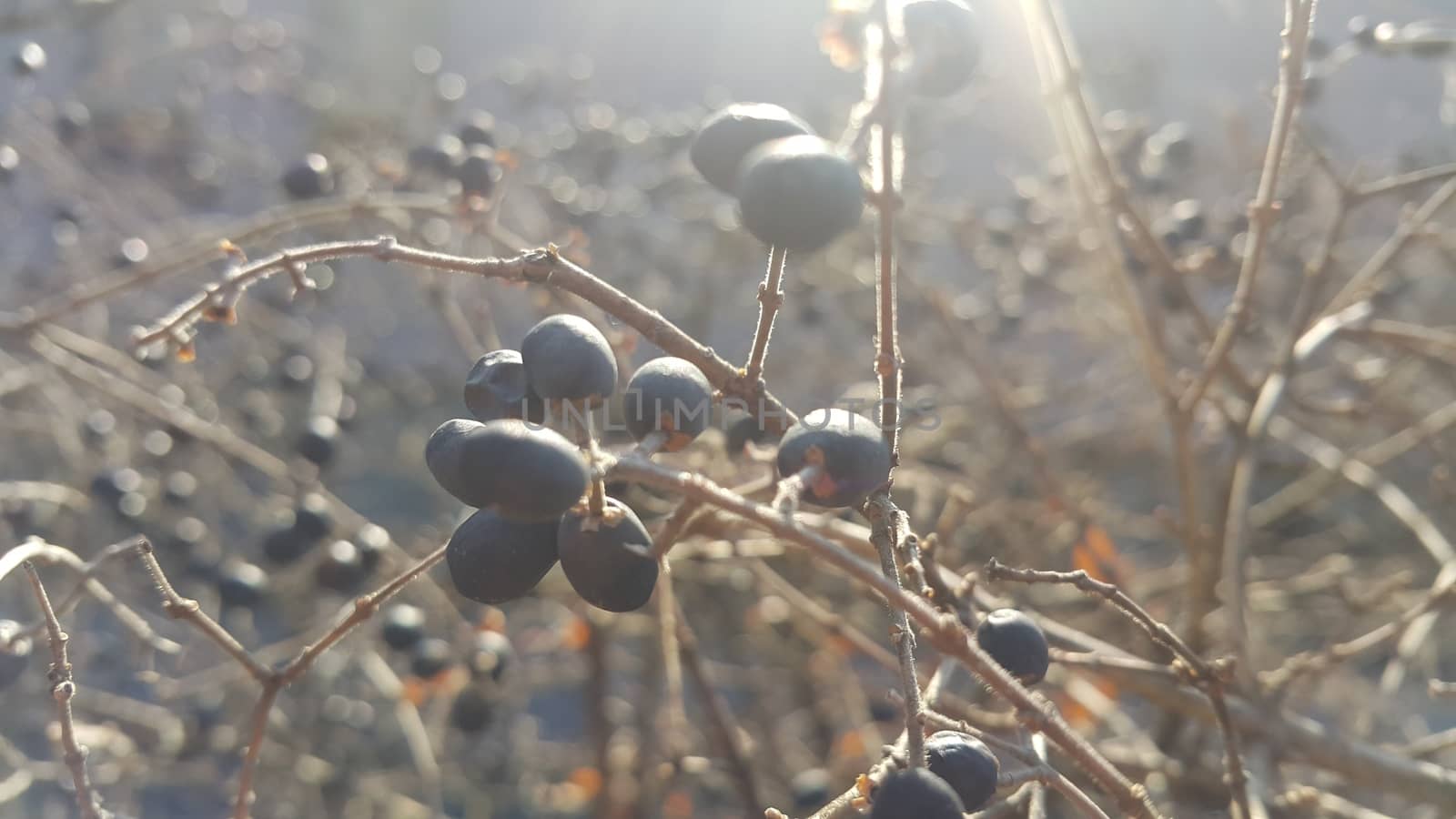 Closeup view of Black mountain ash berries by Photochowk