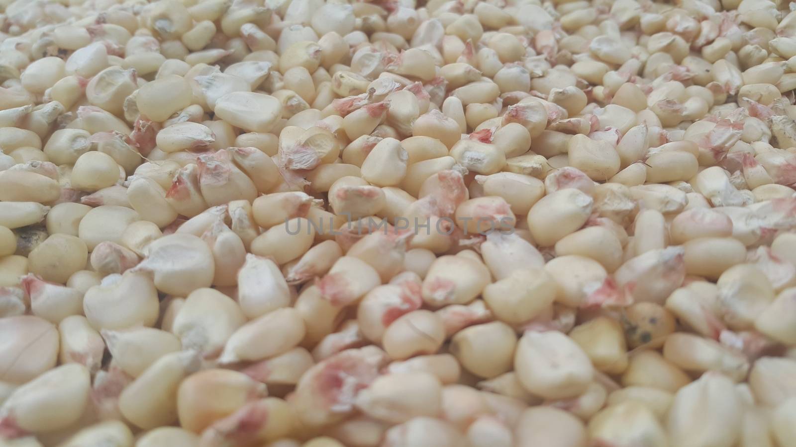 Closeup selectively focues view of jowar (Sorghum) arrange as background by Photochowk