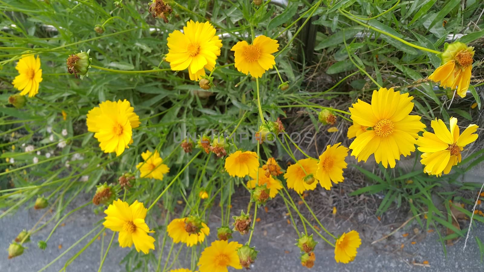 Closeup view of lovely yellow flower against a green leaves background by Photochowk