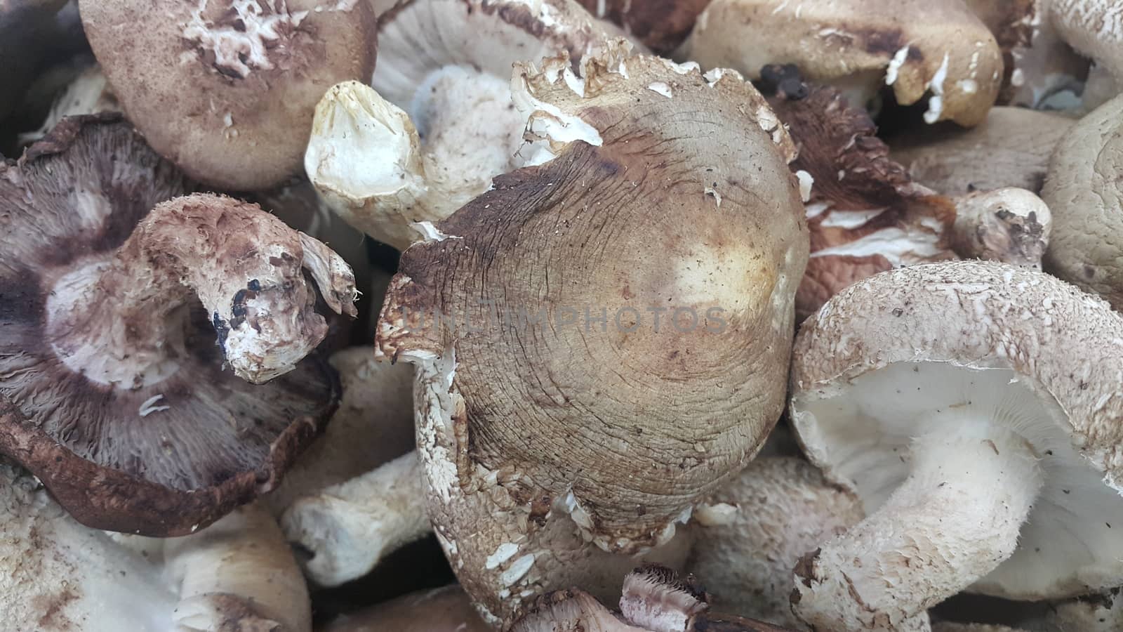 Closeup view of big pile of fresh harvested mushrooms. Food background of mushrooms in market for sale. A Vegetables background