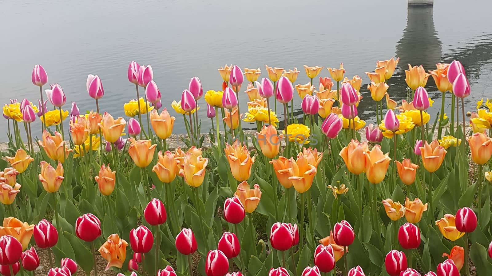 Colorful flowers planted on a beach of sea with beautiful view of buildings and mountains