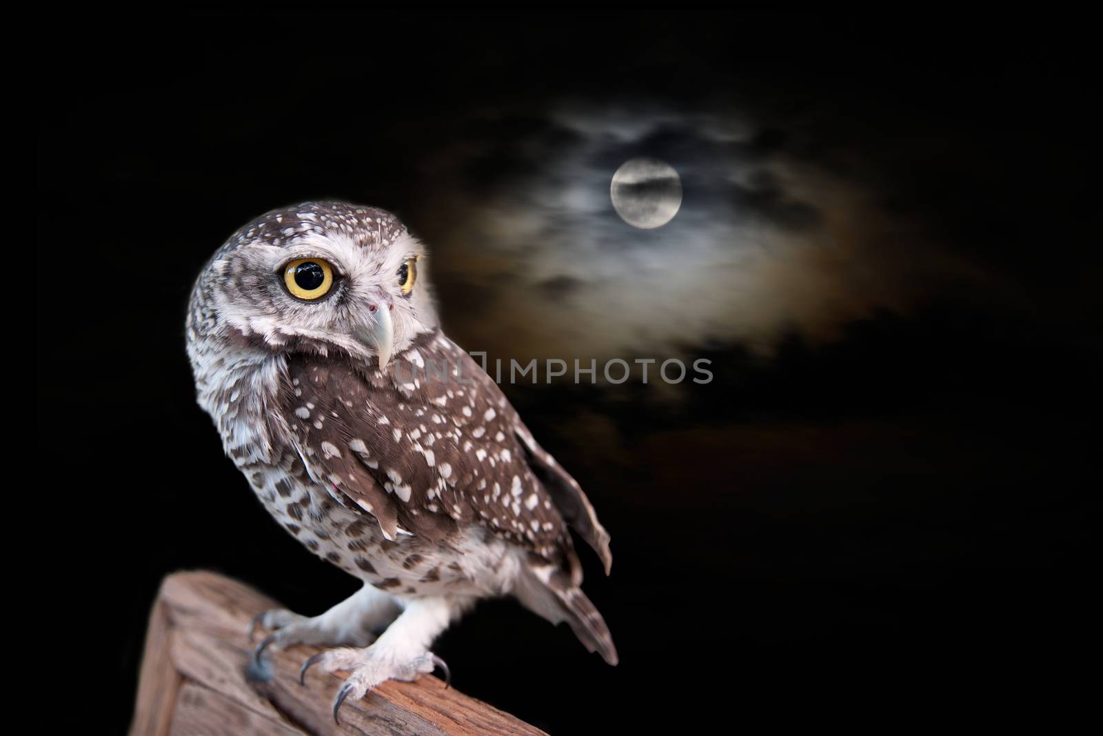 Owl and full moon with cloud in halloween night.