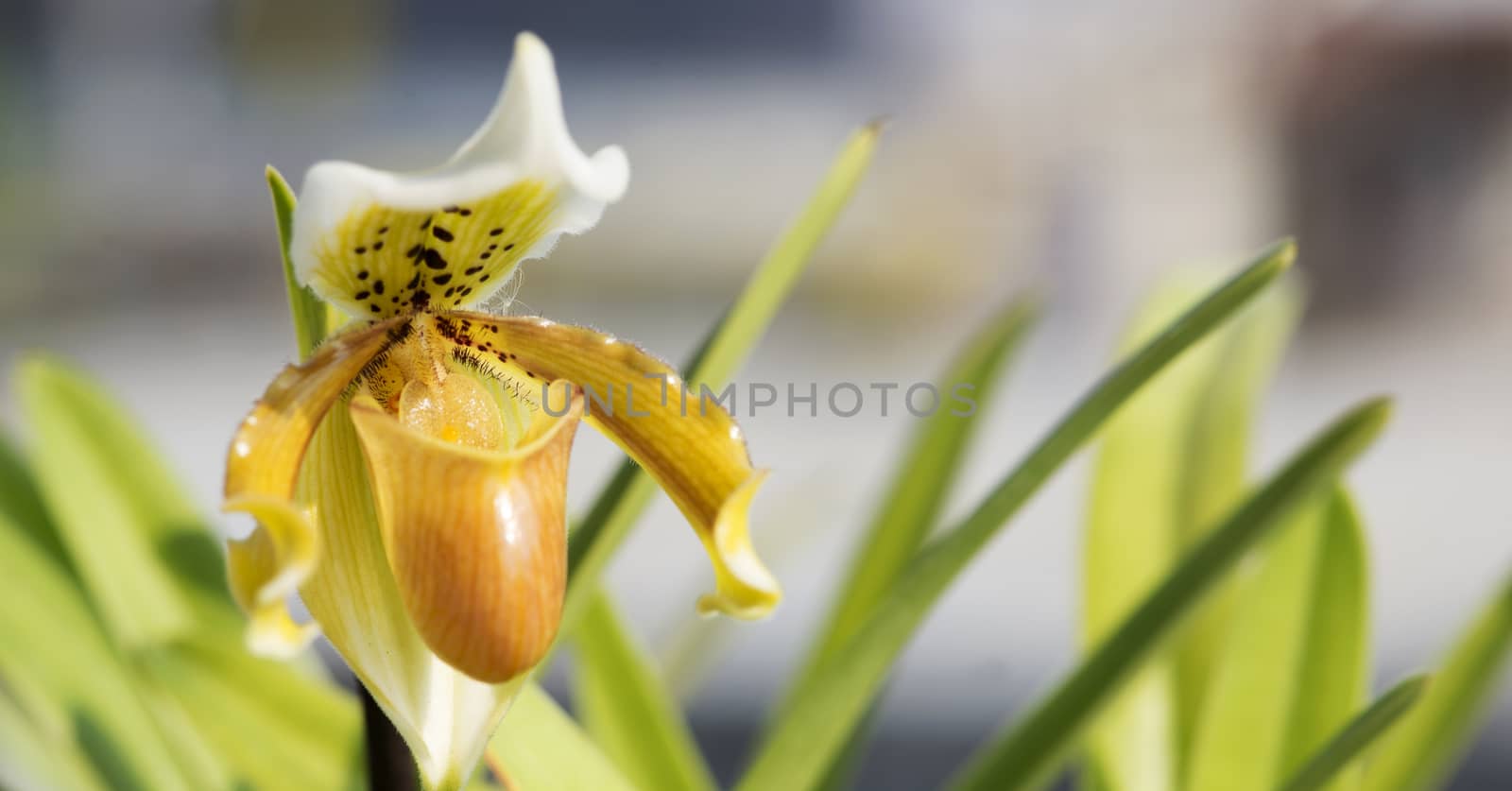 Closeup of yellow blossom Paphiopedilum in outdoor with nature light.