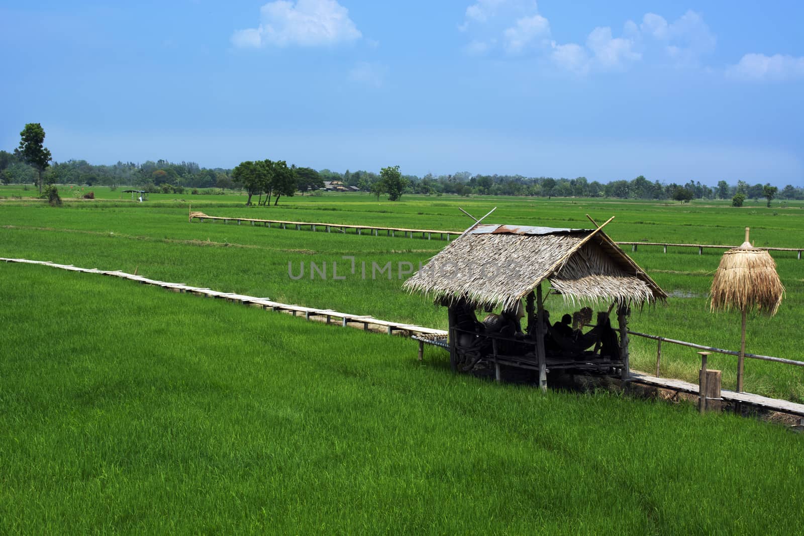 Thatched cottage and wooden path in rice field shown Asian way o by pandpstock_002