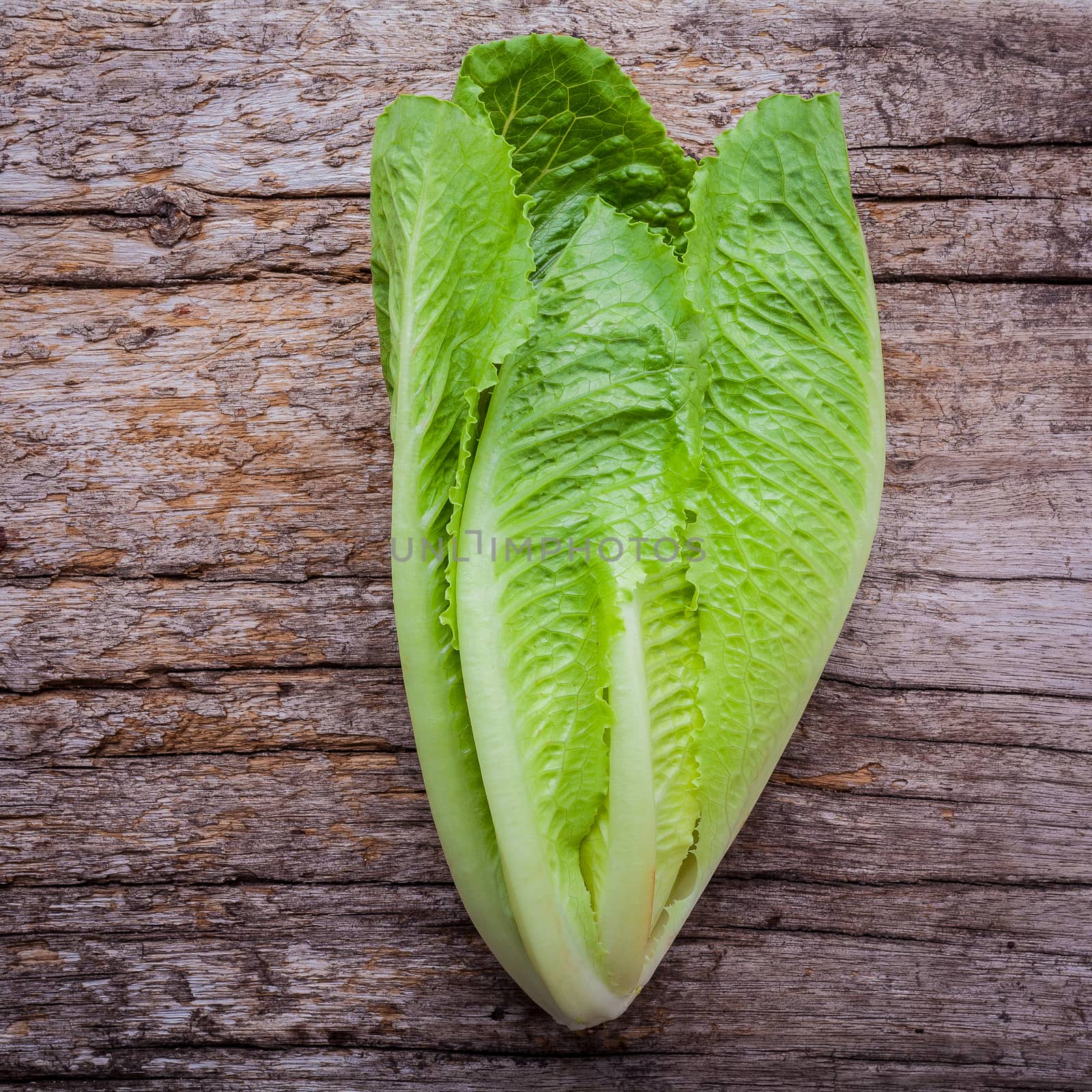 Food background and salad concept with fresh cos lettuce flat lay on shabby wooden background.
