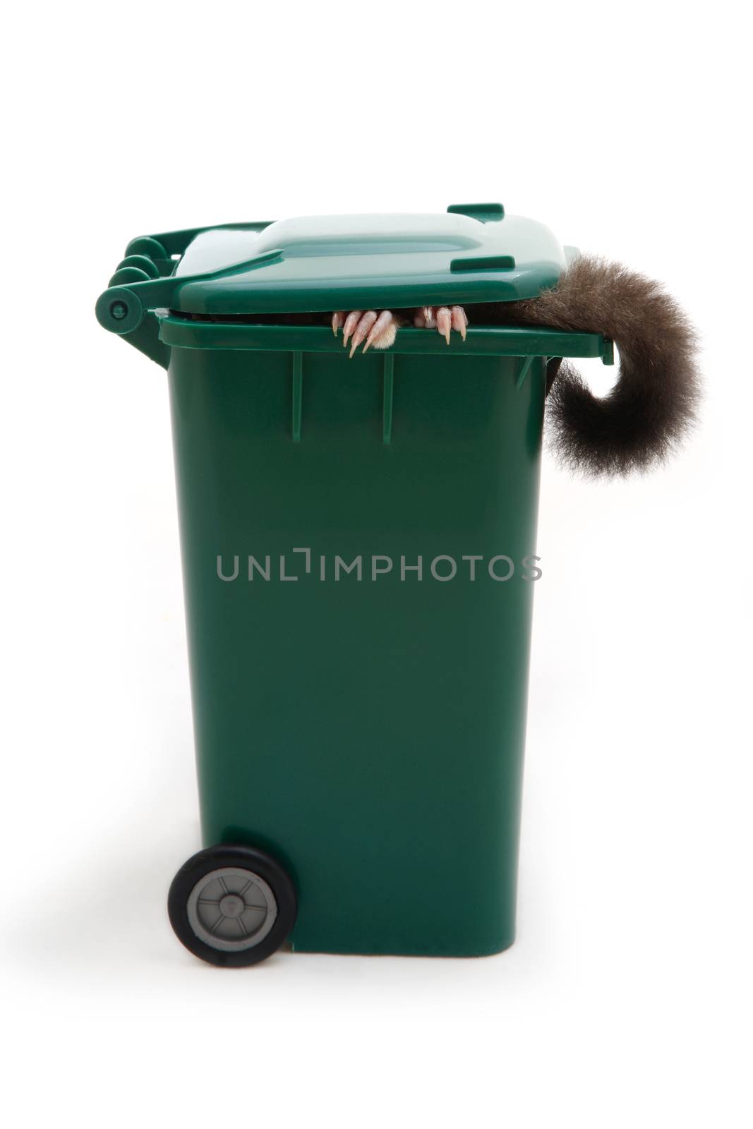 What kind of animal that show it's hands and tail in the garbage bin on white background.