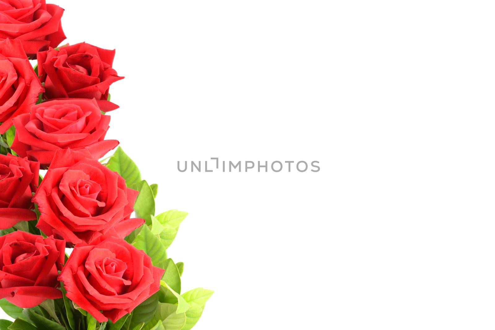 Red roses background. by pandpstock_002
