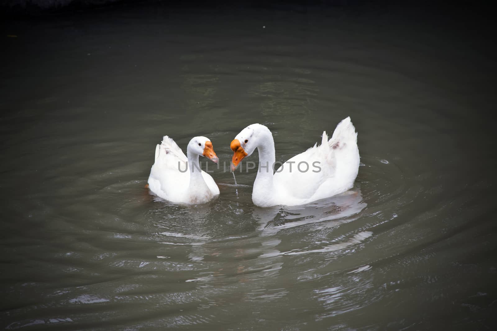 White couple geese floating in pond.