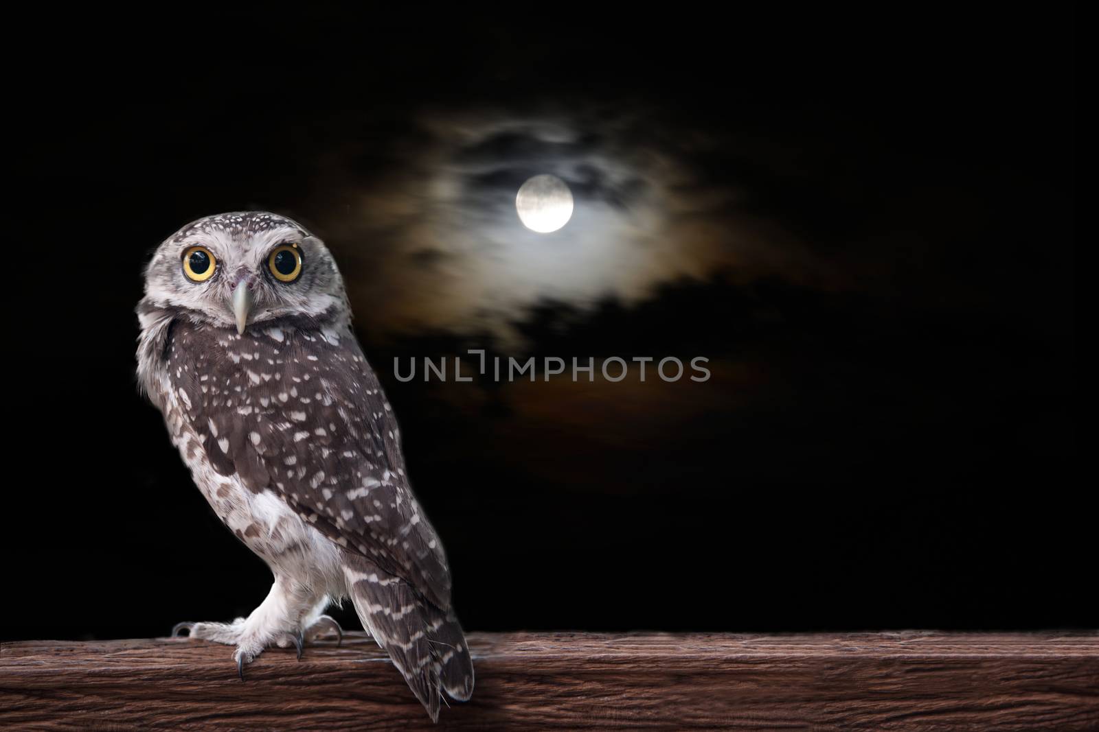 Owl stand on timber in the night under a full moon.