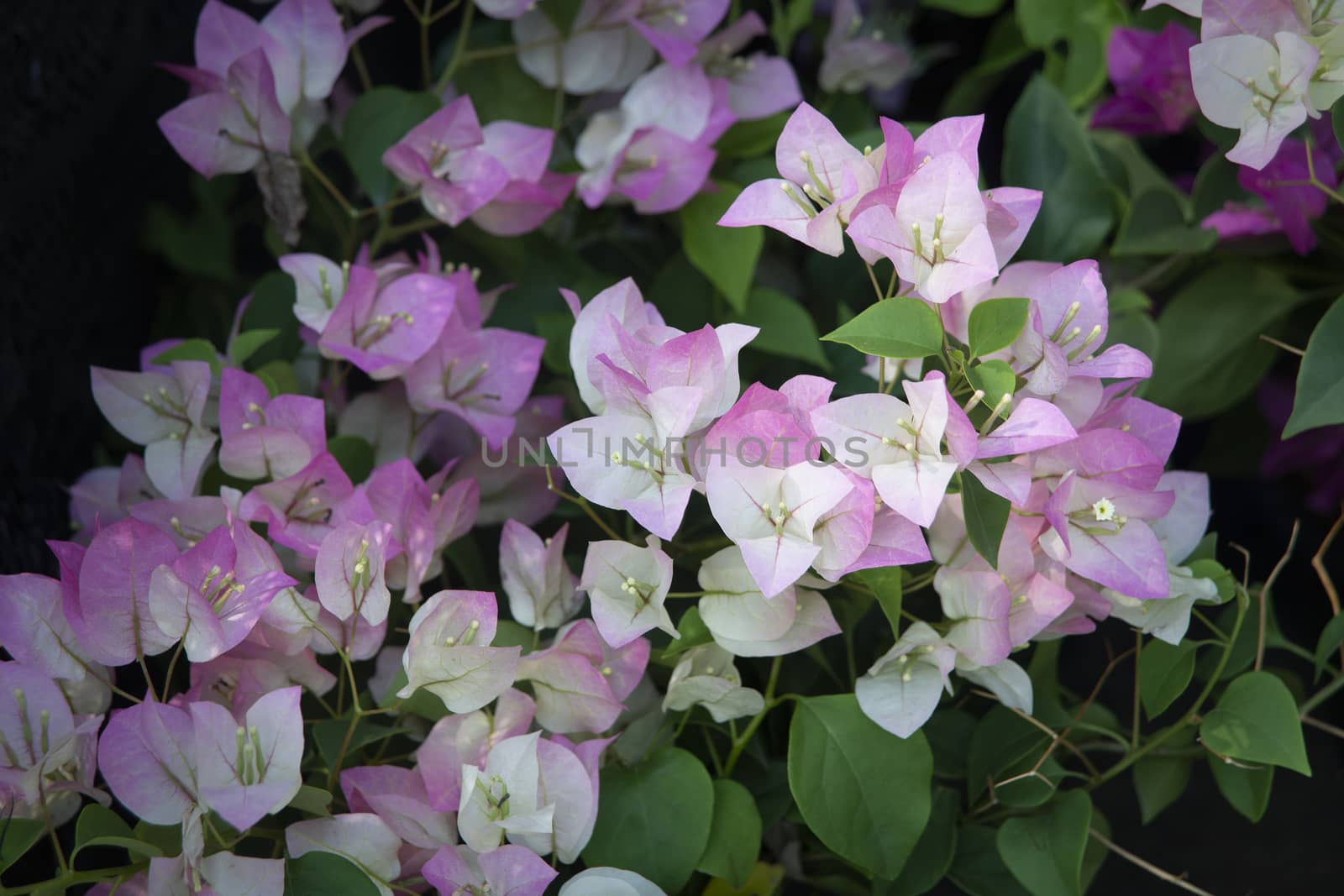 Pink bougainvillea with gradients color tone for background.