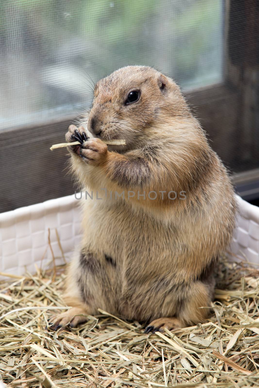 Little prairie dog sitting and eating grass in open cage.