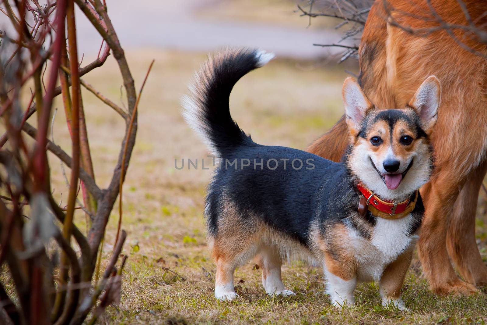 Puppy Corgi stands in full height, smiles by SuperJStus