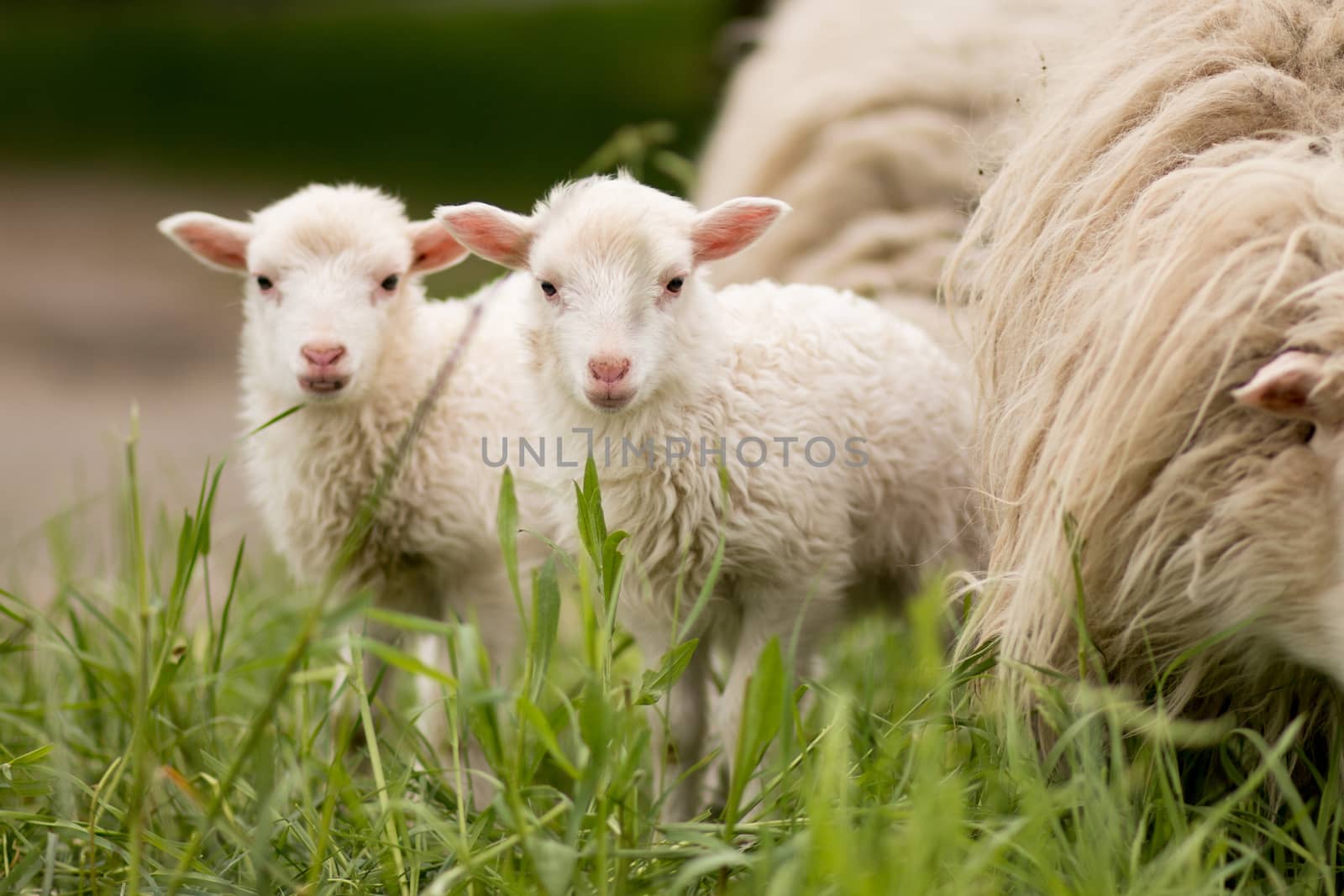 sheep twins mammal animal young farm lamp rural by timwit