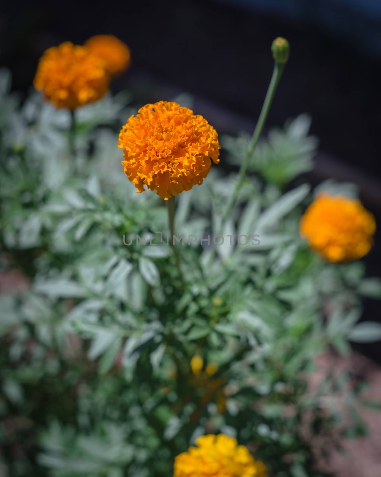 Blossom orange and yellow marigold blossom on raised bed garden near Dallas, Texas, USA by trongnguyen