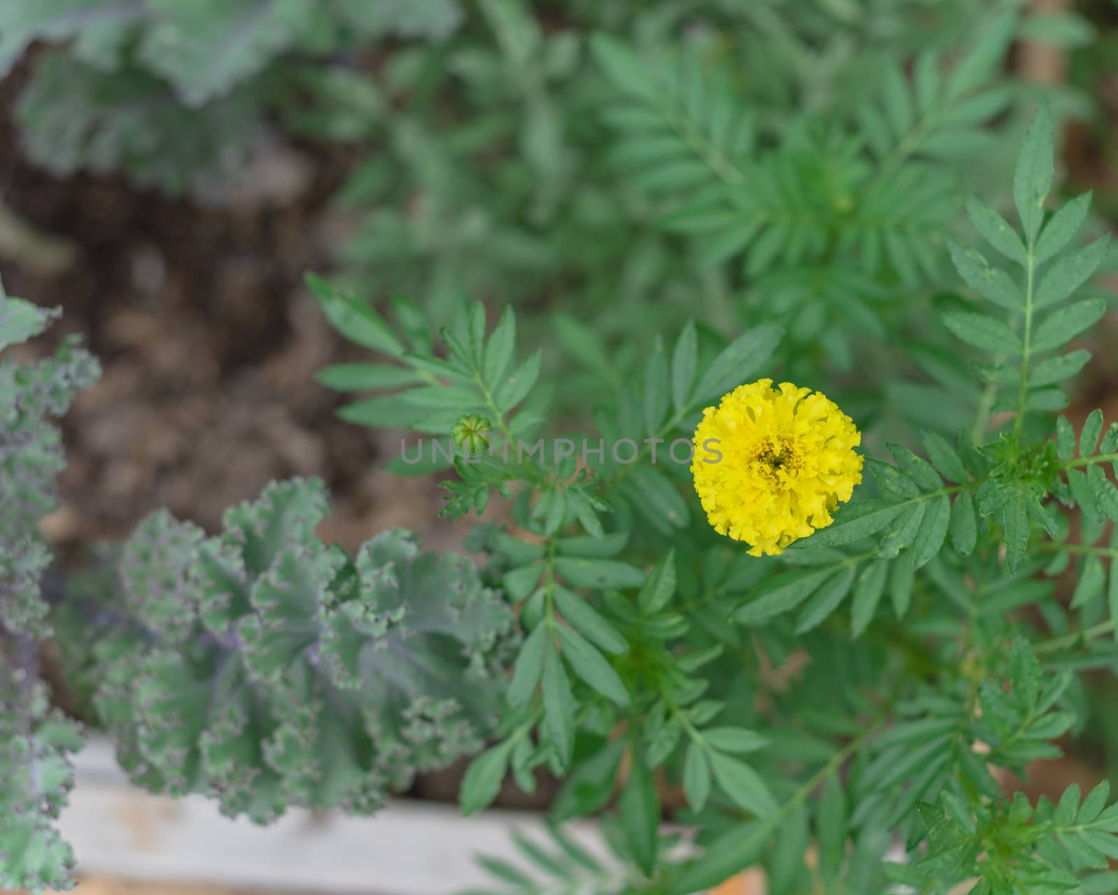 Red curly kale and marigold blossom on raised bed garden near Dallas, Texas, USA by trongnguyen