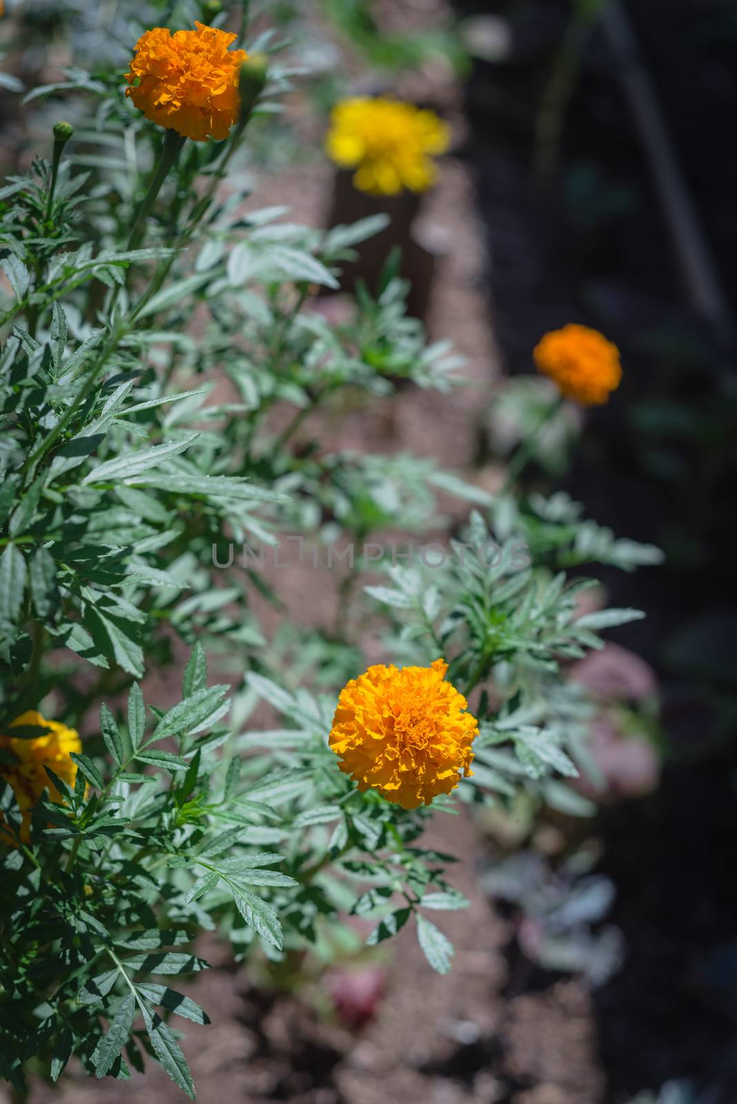 Blossom orange and yellow marigold blossom on raised bed garden near Dallas, Texas, USA by trongnguyen