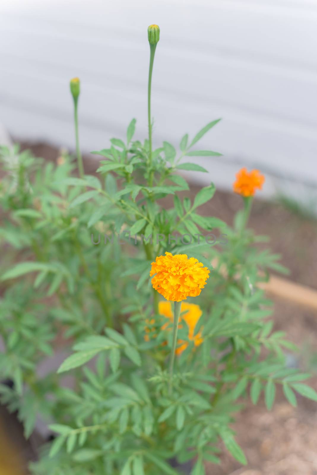 Beautiful orange yellow blooming marigold plant near wood siding of residential house in Dallas, Texas, America. Organic homegrown medical flower blossom in springtime on raised bed garden