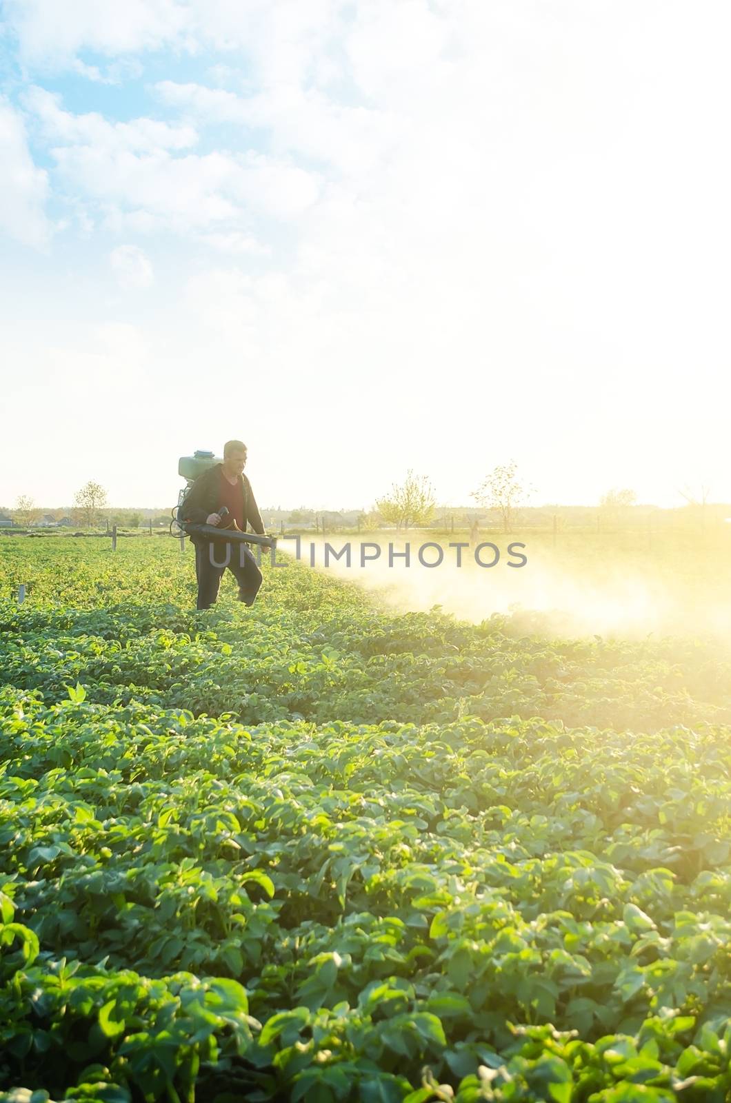 A farmer sprays a potato plantation with pesticides. Protecting against insect plants and fungal infections. The use of chemicals in agriculture. Agriculture and agribusiness, agricultural industry. by iLixe48