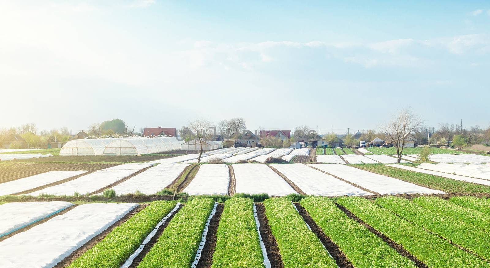 Landscape of farmland plantations covered with agrofiber. Agroindustry and agribusiness. Organic farming products in Europe. Agricultural industry growing potatoes vegetables. Beautiful countryside