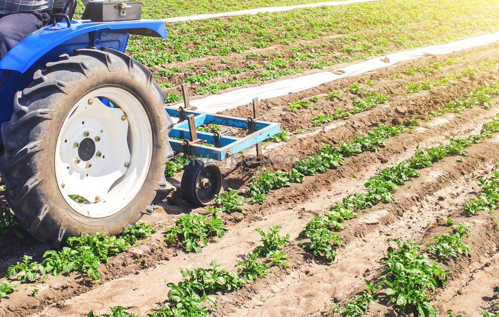 Tractor plows loosens the land of a plantation of a young Riviera variety potato. Weed removal and improved air access to plant roots. Cultivation of an agricultural crop field. Plowing land by iLixe48