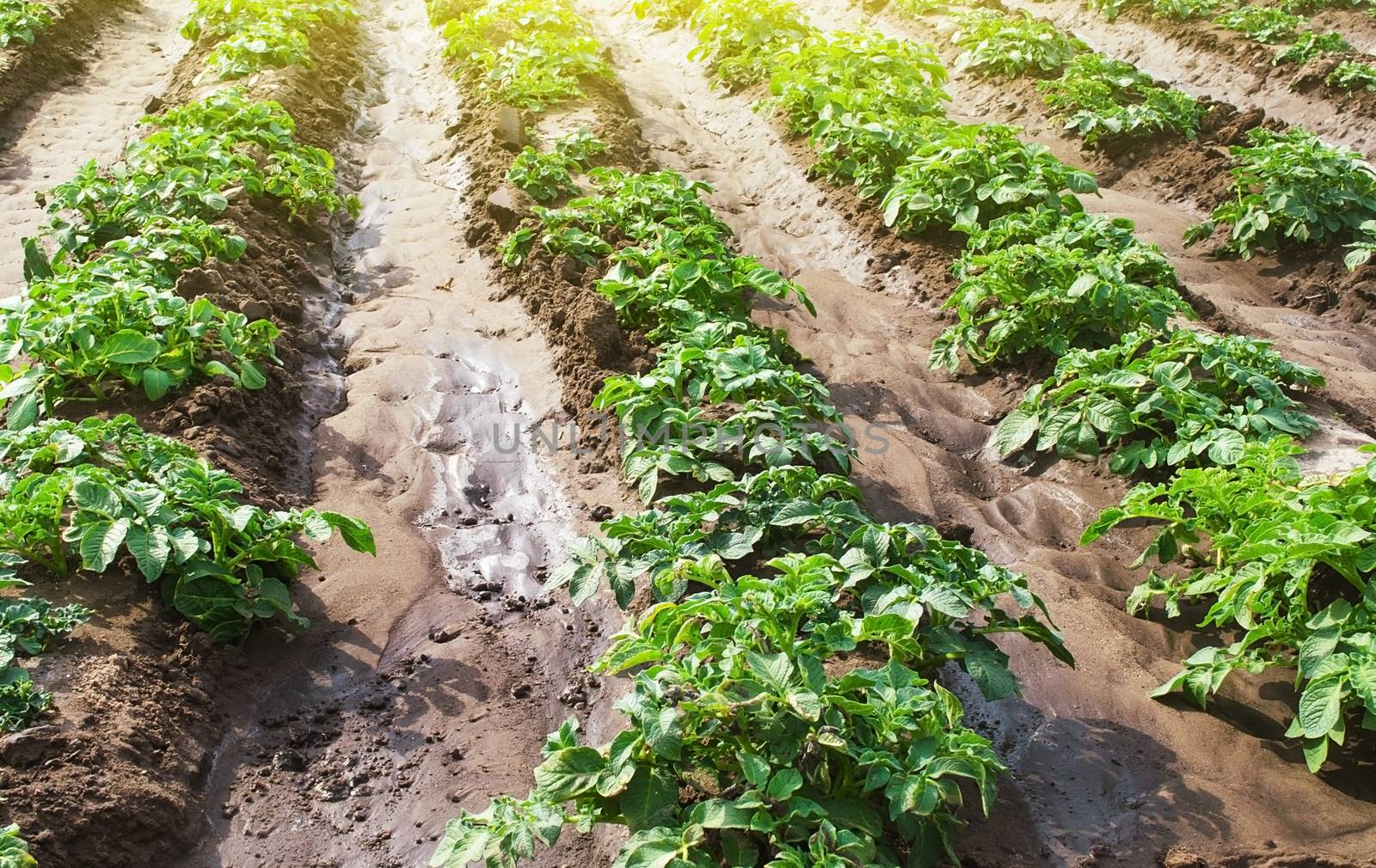 Rows of young bushes potato varieties Riviera plantation after watering irrigation. Agroindustry agribusiness. Growing food vegetables. Care cultivation of farm field. Growth process in early spring. by iLixe48