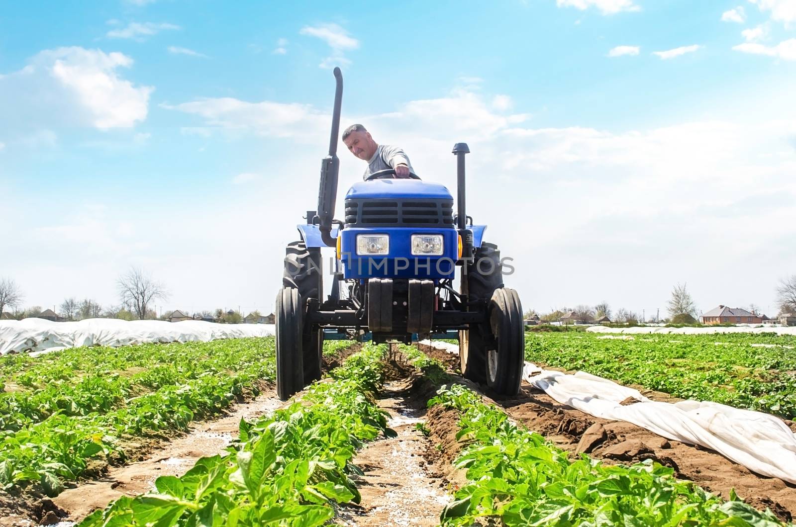 A farmer drives a tractor through the rows of a potato plantation. Improving quality of ground to allow water and nitrogen air to pass through to roots. Crop care. Farming agricultural industry