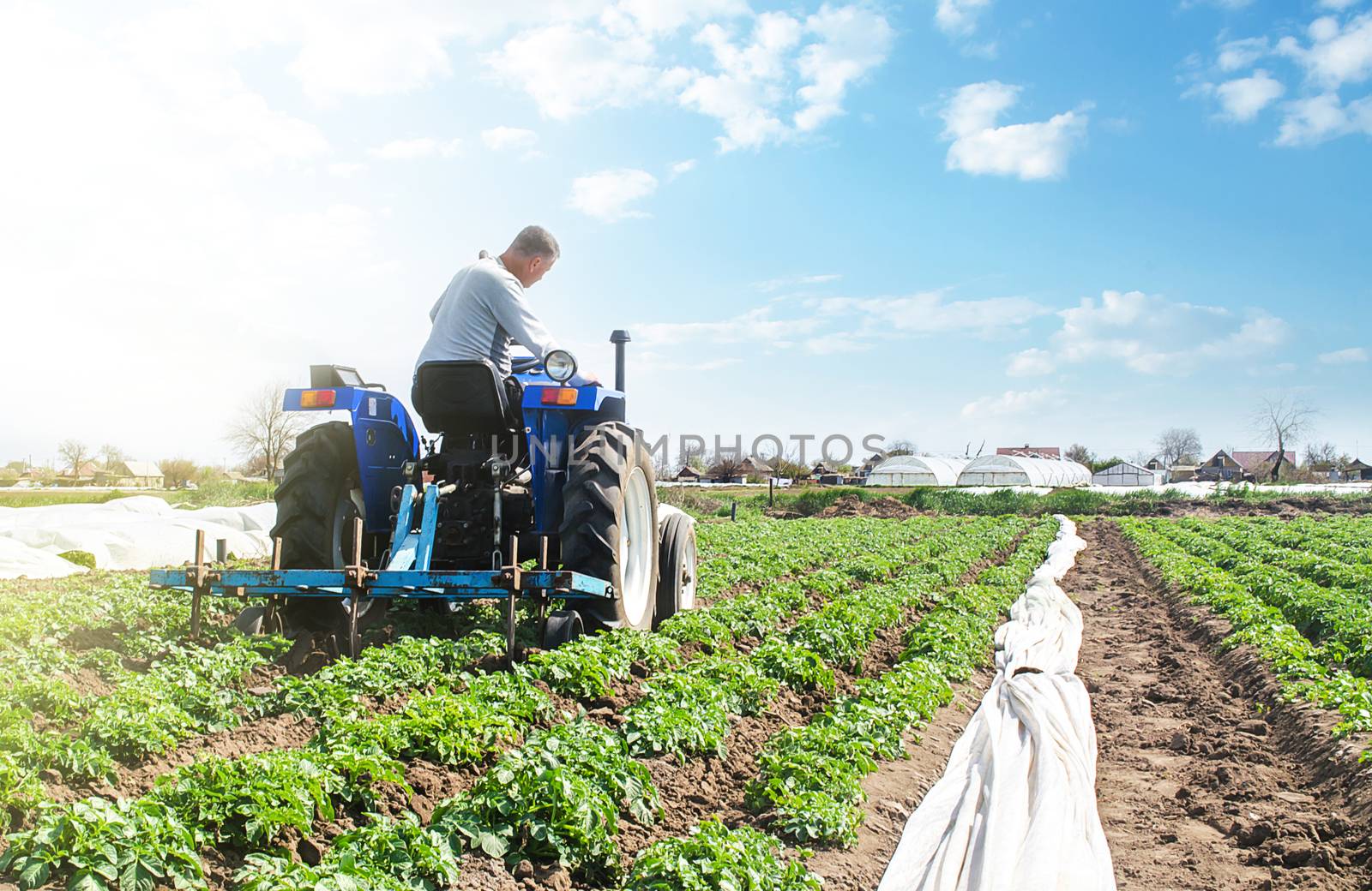 A farmer drives a tractor across the potato plantation field. Improving quality of ground to allow water and nitrogen air to pass through to roots. Crop care. Farming agricultural industry