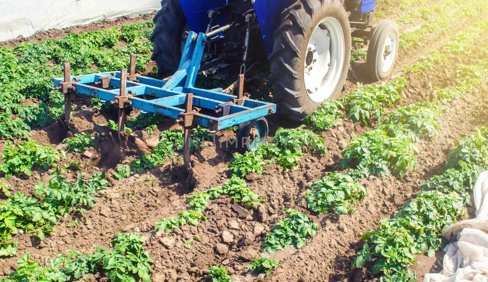 Tractor plows loosens the land of a plantation of a young Riviera variety potato. Weed removal and improved air access to plant roots. Cultivation of an agricultural crop field. Plowing land