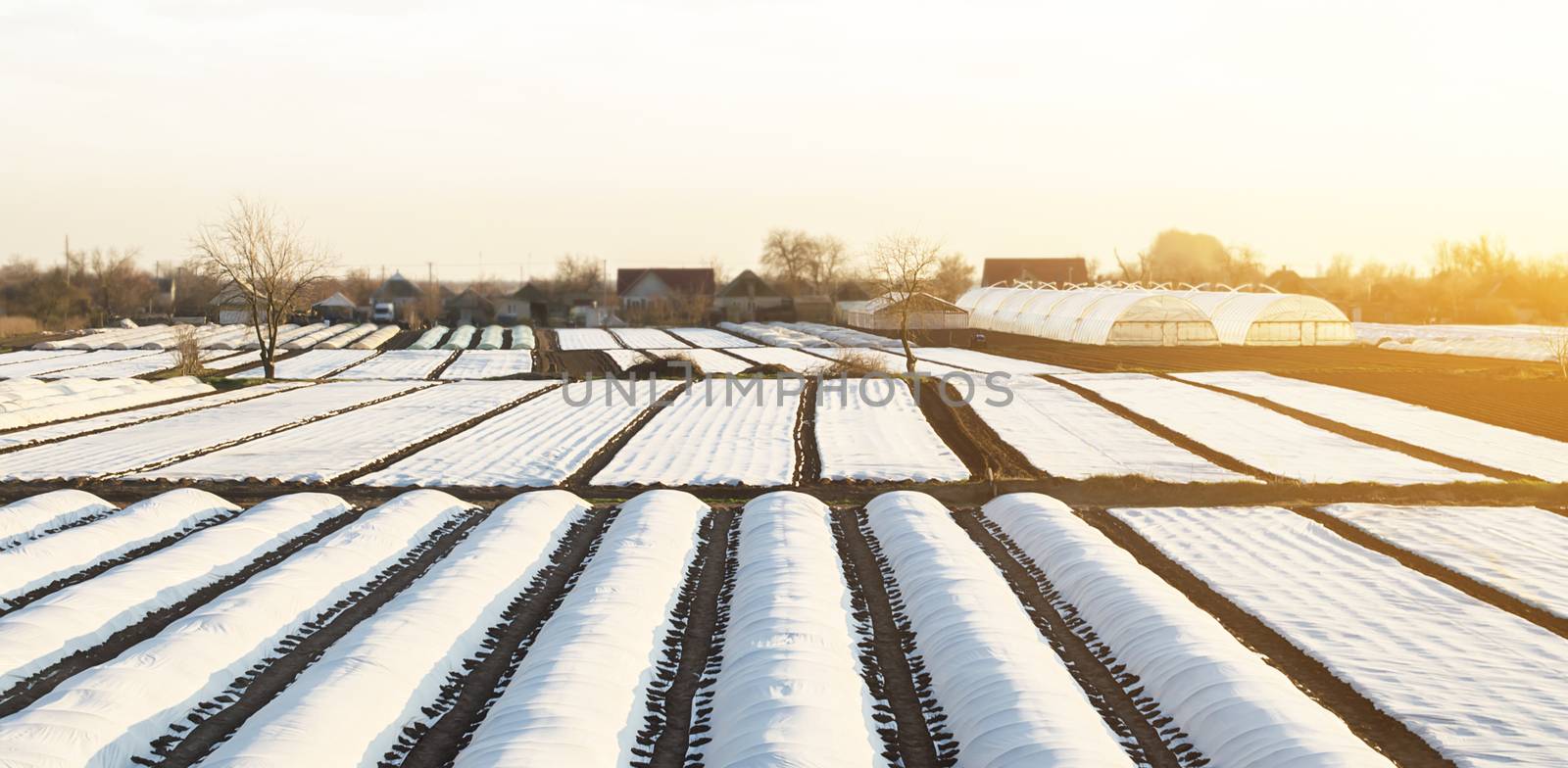 Farmer plantation fields covered with agrofibre for earlier beginning of the planting campaign in agriculture. High survival and early harvest vegetables. High competition with southern warm regions. by iLixe48