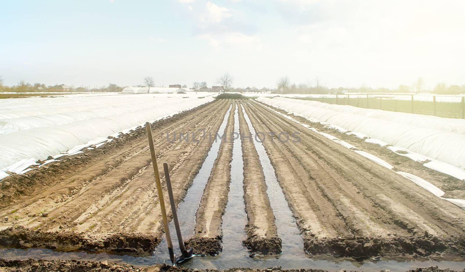 Watering rows of carrot plantations in an open way. Heavy copious irrigation after sowing seeds. Moisturize soil and stimulate growth. Agriculture agribusiness, farmland. New farming planting season. by iLixe48